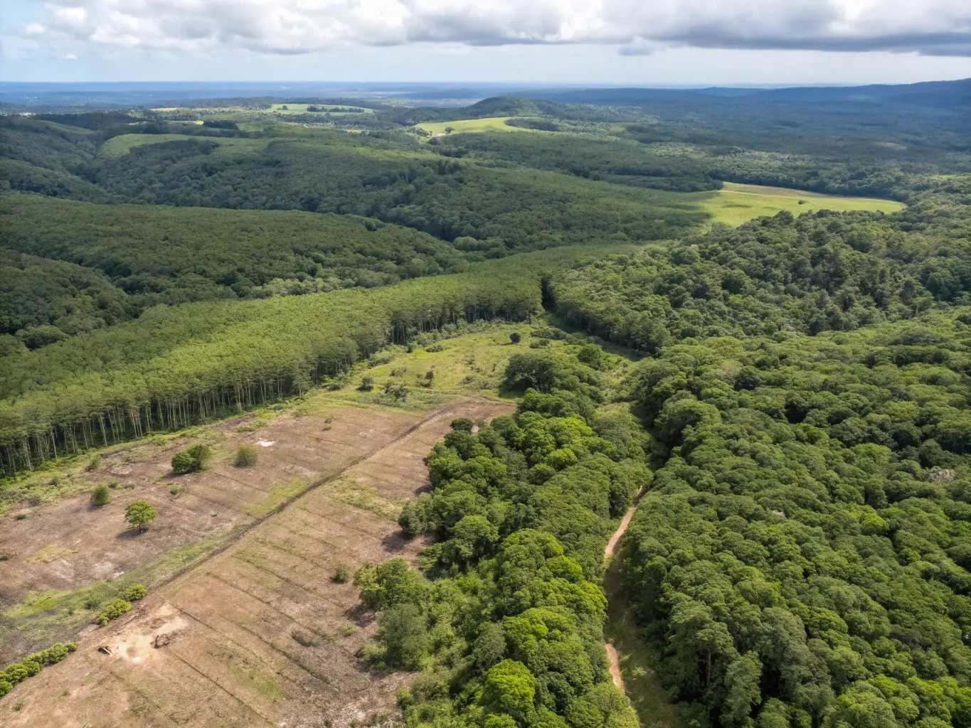 An aerial view of a well-managed forest area, demonstrating the effectiveness of sustainable practices in preserving natural resources and promoting ecological health.